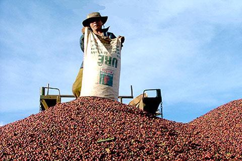 Gạo, cà phê Việt Nam 'mơ' giấc mơ xì gà Cuba