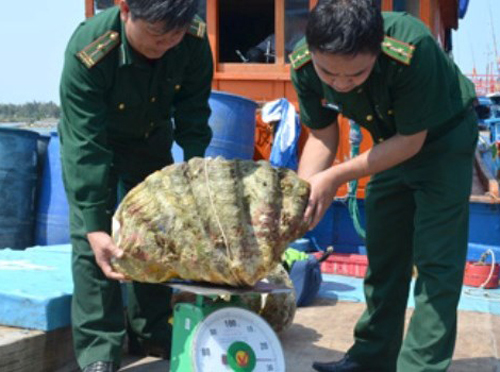 Ra Trường Sa săn trai khổng lồ giá 40 triệu/con