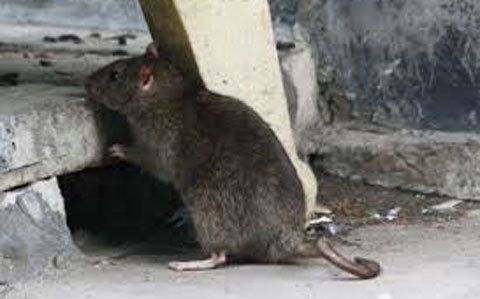 Vụ trộm vàng hy hữu nhất Việt Nam