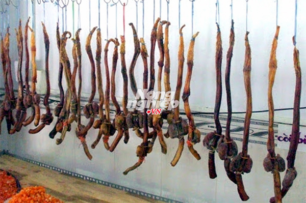 Pín hải cẩu tăng sinh lực bán la liệt như rau