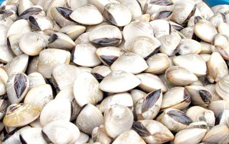 Phát hiện ngao chứa khuẩn gây ngộ độc