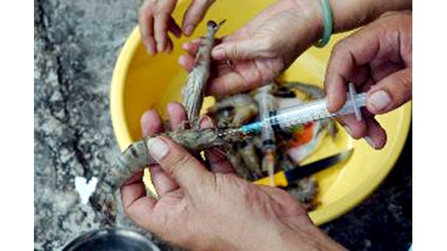 Run rẩy ăn thủy sản nhiễm độc