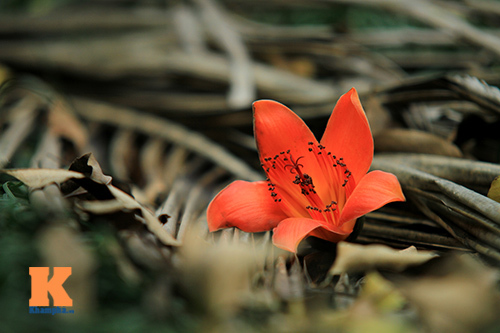 {keywords}