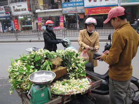 Lạ lùng người Hà Nội chơi hoa bưởi cả cân
