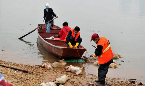 Cảnh lợn chết hàng trăm con trên sông Trung Quốc