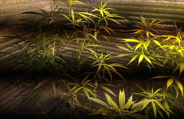 Thời sự trong ngày: Vườn cần sa