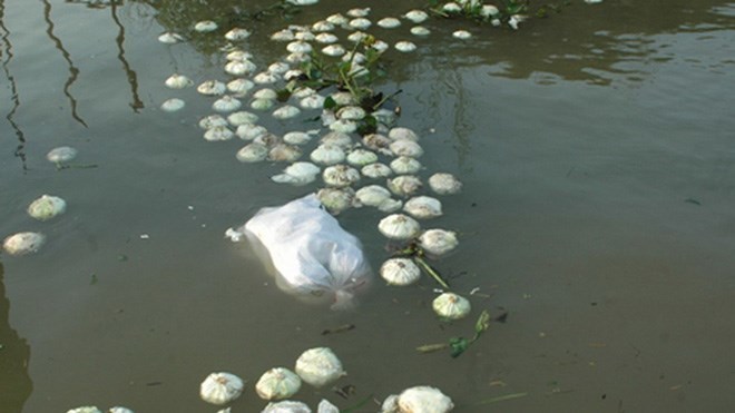 Không bán được, bắp cải đổ trôi sông