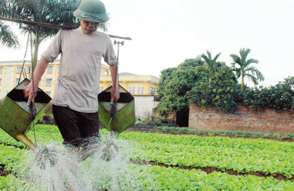 Hãi hùng rau “kích phọt”