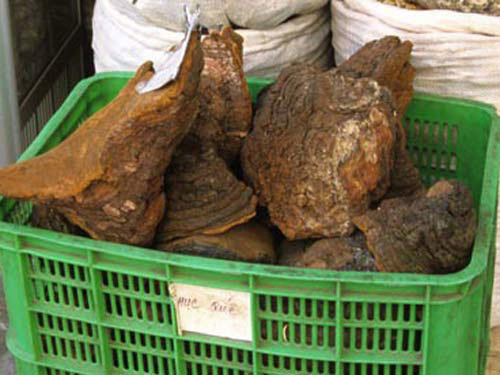 Tiêu hủy cả kho sừng tê giác, ngà voi