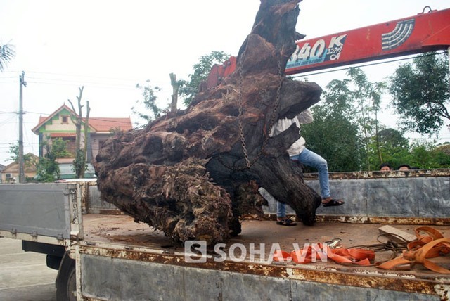 Gốc sưa dưới suối có giá 17 tỷ đồng