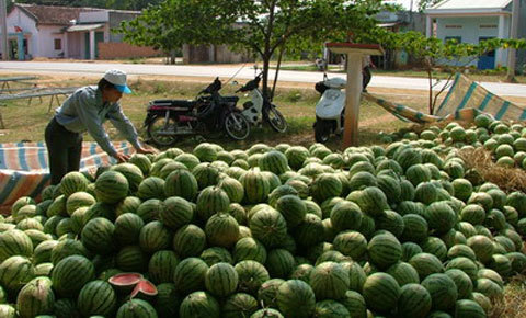 Dưa hấu cho...bò ăn, vì đâu nên nỗi?