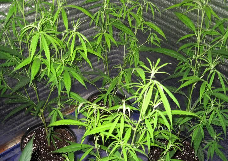 Khó tin ‘nông trại’ cần sa giữa thành phố Cảng