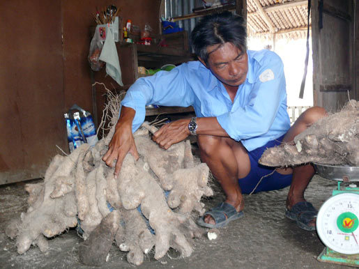 Củ khoai 'khủng' nặng 64kg ở Cà Mau