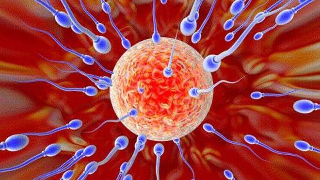 Những bí mật thú vị về tinh trùng