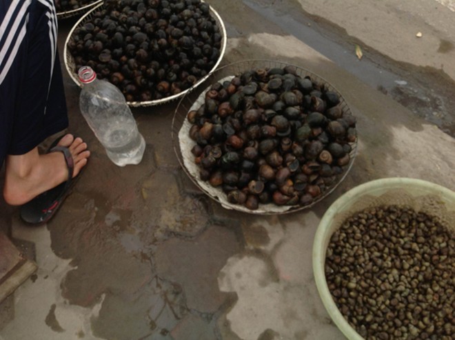 Ốc đồng ‘nhái’ ốc hồ Tây để bán giá cao