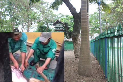 Phẫn nộ cảnh giết nai giữa công viên Đà Nẵng