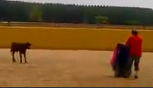 Bò tót ranh mãnh lừa miếng đấu sĩ