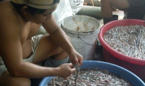 Bi kịch người Việt: Tự đầu độc nhau