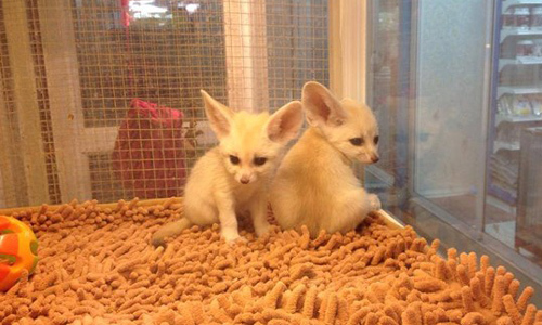 50 triệu đồng một con cáo sa mạc