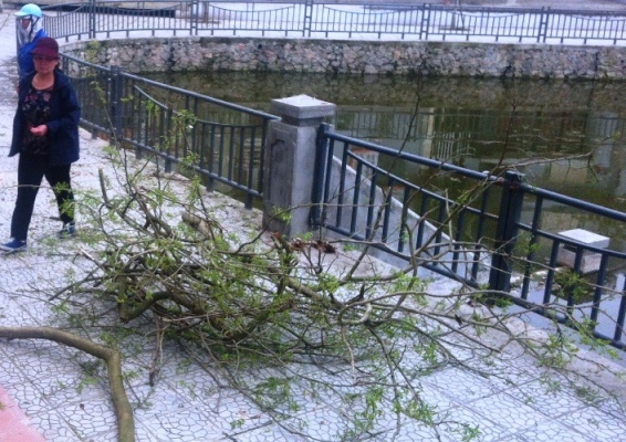 Cây sưa 2 lần bị mất hụt ở Hà Nội