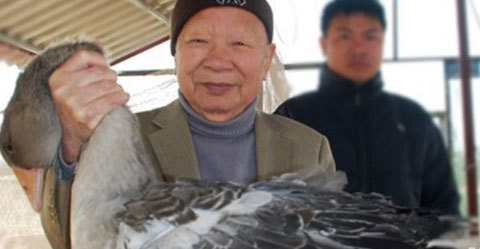 Nguyên Phó Thủ Tướng “về quê” chăn… ngỗng trời
