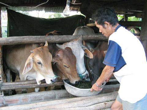 Chuyện lạ ở Phú Yên: Nấu cháo nuôi bò