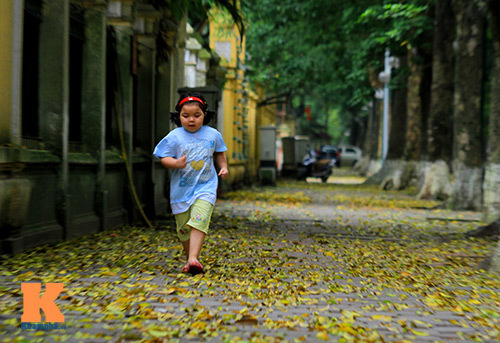 Ngắm 'thảm vàng' trên đường phố Hà Nội