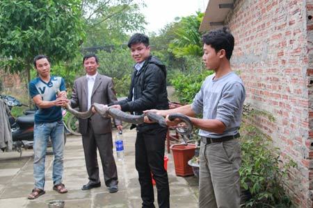 ‘Mục sở thị’ cảnh chăm rắn hổ mang ở Vĩnh Phúc