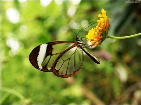 Mệt vì chồng... ngoe nguẩy