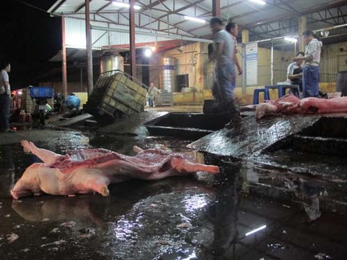 Rùng mình lò mổ lợn: Một thau nước rửa 8 bộ lòng