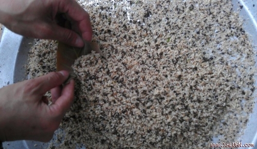 Tẩm bổ bằng côn trùng dính ngộ độc chết người