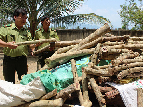 Thương lái Trung Quốc mua cả gỗ trắc non