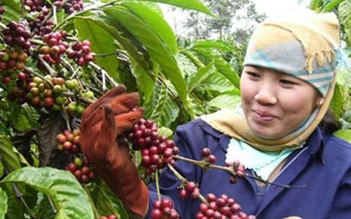 Đổi chất cho cà phê Tây Nguyên