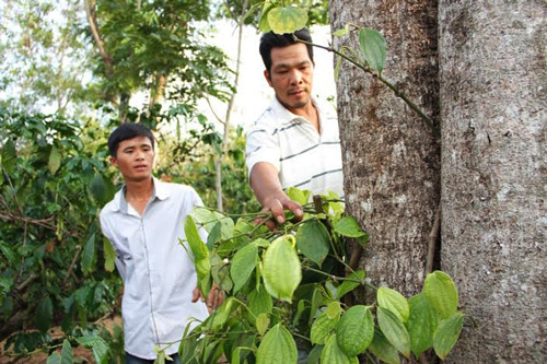 Mất cả tỷ đồng vì 'tiêu tặc', nông dân mắc võng ngủ canh