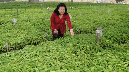 Nữ doanh nhân tâm huyết với cây Hoàn Ngọc