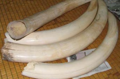 11 khúc ngà voi giấu trong 2 va ly ở Nội Bài