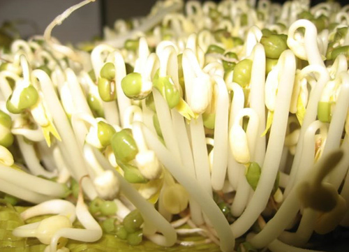 Cách phân biệt giá đỗ dùng chất kích thích