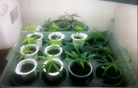 Bắt kẻ trồng cần sa trong trang trại giữa biển