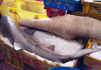 Cá mập nặng trên 80kg xuất hiện ở bãi biển Quy Nhơn