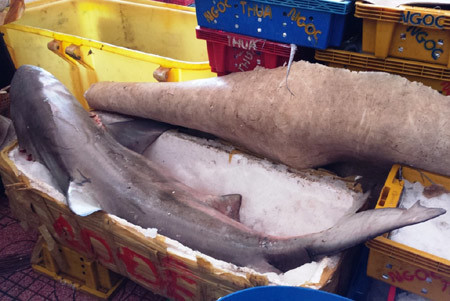 Cá mập nặng trên 80kg xuất hiện ở bãi biển Quy Nhơn