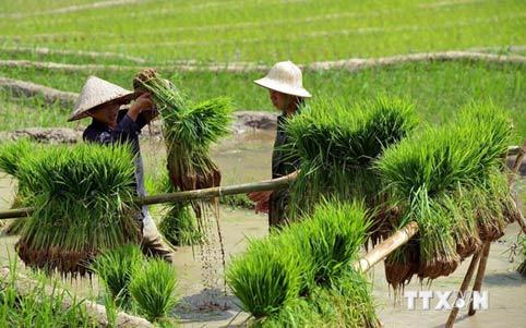 Ruộng bậc thang Sapa tuyệt đẹp mùa nước đổ