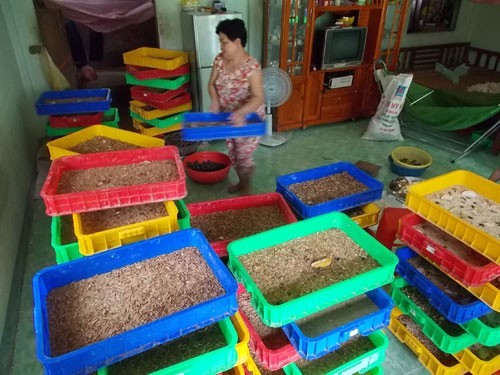 Sau gián đất, dân lại nuôi sâu lạ ăn tạp