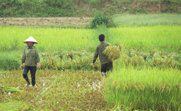 Đi gặt lúa, 2 nông dân bị sét đánh tử vong