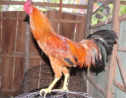 Về xứ dừa thăm “vương quốc” gà nòi nghìn đô