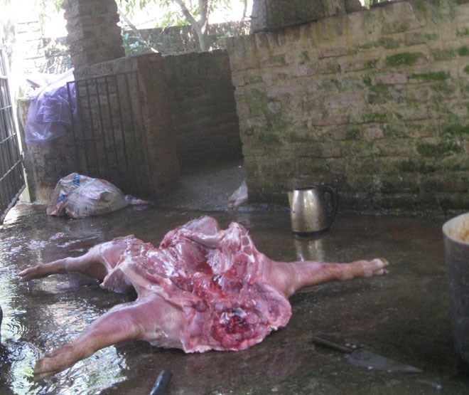 Vào lò chuyên mổ lợn chết, lợn bệnh ở Hà Nội