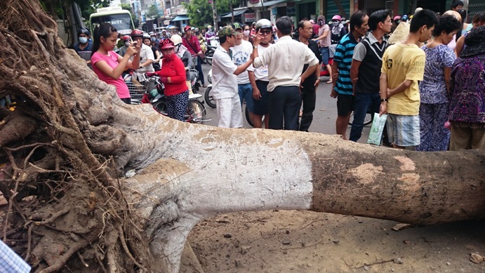 Cây phượng đột ngột đổ giữa phố, đè 3 người bị thương