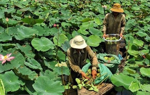 Trồng sen, lợi nhuận trên 100 triệu đồng/ha/vụ