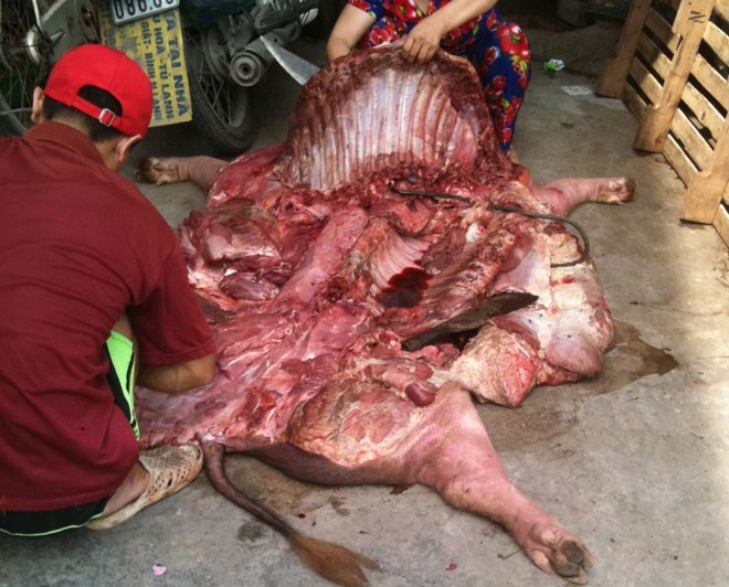 Kỹ nghệ biến lợn chết thành thịt tươi ngon ở Hà Nội