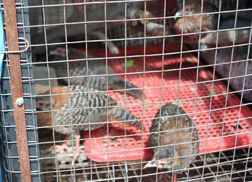 Liên tiếp bắt giữ buôn bán thú rừng trái phép