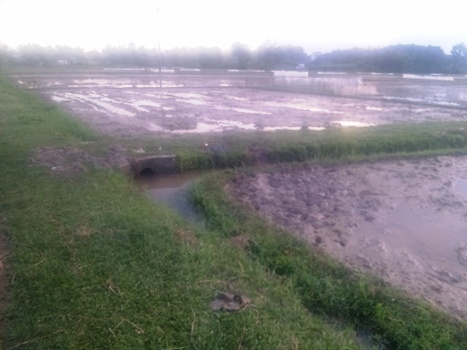 Bị sét đánh chết lúc nghe điện thoại khi chăn bò